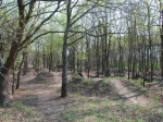 Budapest Sylas Trails