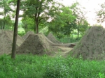 dirt
